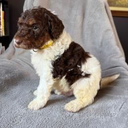 Snickerdoodle, yellow collar - Chocolate male Goldendoodle puppy in Lowville, New York from Adirondack Goldendoodles