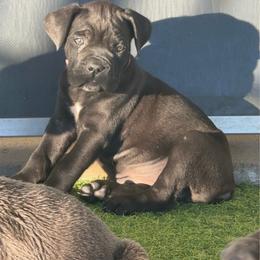 Pink collar Black girl - Black female Cane Corso puppy in Nashville, Tennessee from Worldwide Kennels