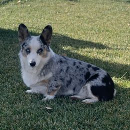 Luna - American Corgi