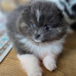 Adkpom Blue - Blue parti female Pomeranian puppy in Gloversville, New York from ADKPOM Adirondack Pomeranians