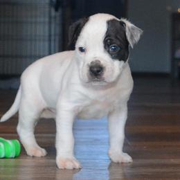 Dustin - male Alapaha Blue Blood Bulldog puppy in Walbridge, Ohio from United Alapaha Bulldogs