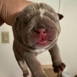 Girl 2 - Lilac Tri - Lilac tri-color female Bulldog puppy in Lakeland, Florida from Fur Love And Puppies