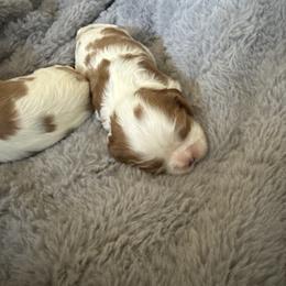 Roxy - Blenheim female Cavalier King Charles Spaniel puppy in Richmond, Virginia from Dream it Cavs