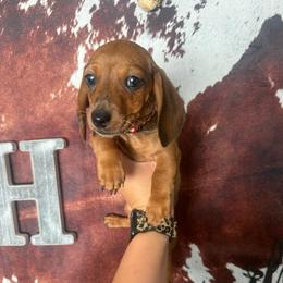 Max - Dapple male Dachshund puppy in Flora Vista, New Mexico from Hot Diggity Doxies of NM