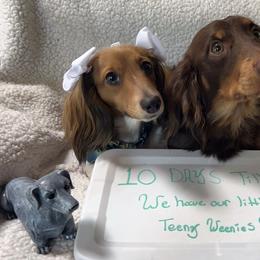 Dachshund Puppies from Bluestar dachshund