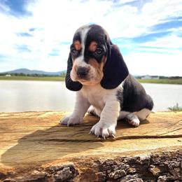Champ - Black white and brown male Basset Hound puppy in Denison, Texas from Emma Lou's Baby Bassets