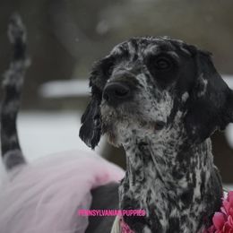 Stormy - Goldendoodle
