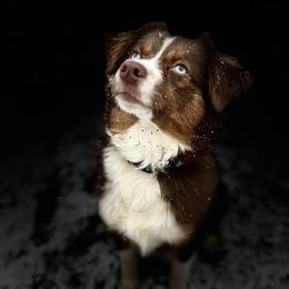 Jolene - Miniature Australian Shepherd