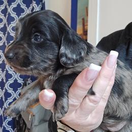 Black Dapple girl - Dapple female Dachshund puppy in Port Charlotte, Florida from Vicki's Dachshund Crossing