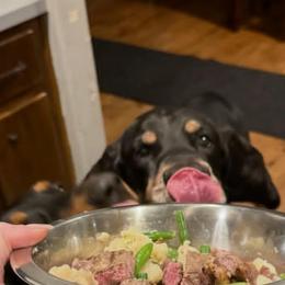 Black and Tan Coonhounds from Black and tan coonhound breeder