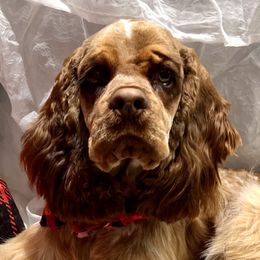 Cocker Spaniels from Sunnyside Kennels