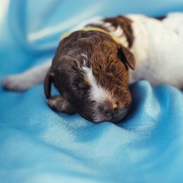 Lagotto Romagnolo Puppies from Morena