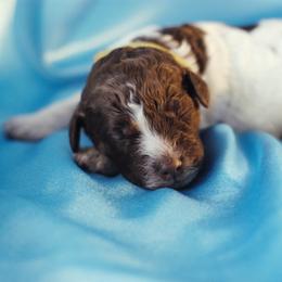 Lagotto Romagnolo Puppies from Morena