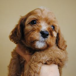 Cavapoo puppies from Dogwood & Sassafras Companions