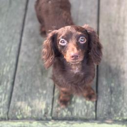 Chewy - Dachshund