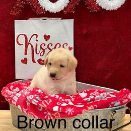 Boy 4 Brown Collar - Yellow Labrador Retriever puppy in Sandpoint, Idaho from Allen Sunnyside AKC Labs