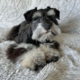 Hennessy - Miniature Schnauzer