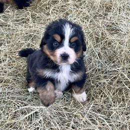 Lime Collar - Black rust and white female Bernese Mountain Dog puppy in Comer, Georgia from Water Oak Farm