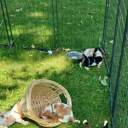 Basset Hound Puppies from Out Law Hounds Den