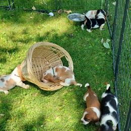 Basset Hound Puppies from Out Law Hounds Den