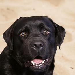 Echo - Labrador Retriever