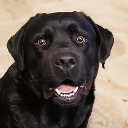 Echo - Labrador Retriever
