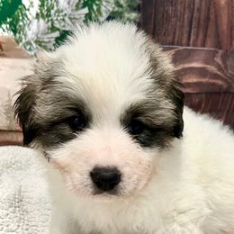 LEGEND Red collar male - White and badger male Great Pyrenees puppy in Fair Grove, Missouri from Allen Wags & Woolies
