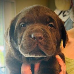 Spruce - Chocolate male Labrador Retriever puppy in Penn Valley, California from High Quality Labrador Retrievers and French Bulldogs