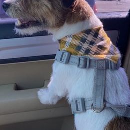 Anatolian Shepherd Dogs and Russell Terriers from SUBLIME JACKS N ANATOLIANS
