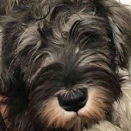 Miniature Schnauzers from Pegasus