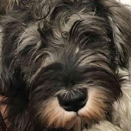 Miniature Schnauzers from Pegasus