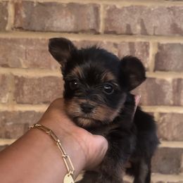Girl 2 - Black and tan female Yorkshire Terrier puppy in Mobile, Alabama from Ace of Spades Yorkies
