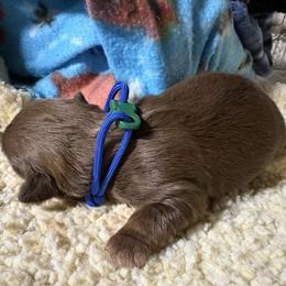Boy 1 - Liver male Shih Tzu puppy in Eunice, Louisiana from 4J's Cajun Kennels