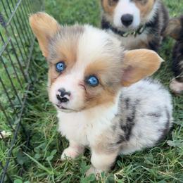 Riley - Blue male Pembroke Welsh Corgi puppy in Beggs, Oklahoma from Blue Diamond Corgi’s
