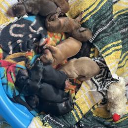 Border Collies and Dachshunds from Chappell Stables