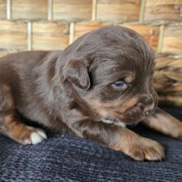 James Dean - Red tri male Miniature Australian Shepherd puppy in Paris, Texas from Blue Envy Mini Aussies