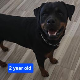 Xandi Just the Thing - Black and mahogany female Rottweiler puppy in Lake City, Florida from Haus Der Wut Kennels