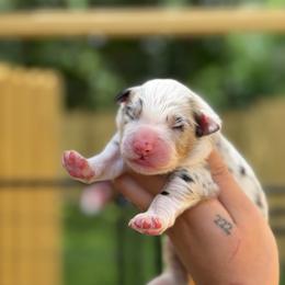 Tank AKC - Blue merle male Australian Shepherd puppy in Polk City, Florida from Skaky Shepherds