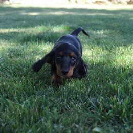 Girl 2 - Black and tan female Dachshund puppy in Craig, Colorado from Rocky Mountain Shih Tzus and Dry Creek Miniature Dachshunds