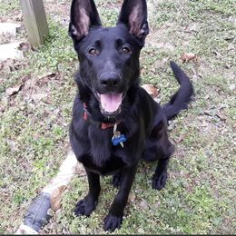 German Shepherds from Northern Mist Kennels
