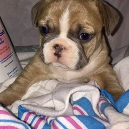 French Bulldog Puppies from Ceeciez Frenchies
