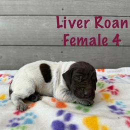 Ember - Liver roan female German Shorthaired Pointer puppy in Axton, Virginia from Red Clay Kennels