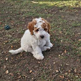 Nugget - Brown and white female Bernedoodle puppy in Pismo Beach, California from Beach Bernedoodles