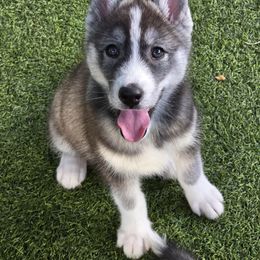 Bluey - Agouti and white female Siberian Husky puppy in North Miami, Florida from Kardrovi Siberians
