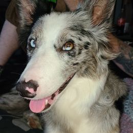 Phoebe - Border Collie