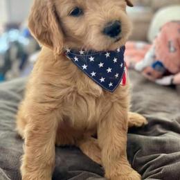 Goldendoodle Puppies from ENC Goldendoodles