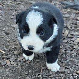 Diego - Black & white male Miniature Australian Shepherd puppy in Leonard, Texas from Tin Roof Aussies