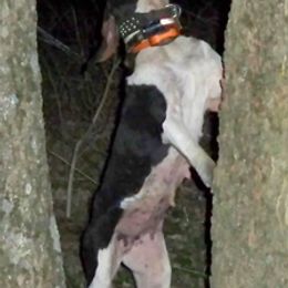 Australian Shepherd and Treeing Walker Coonhound All Grown Up from Bluegrass BET Aussie’s