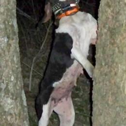 Australian Shepherd and Treeing Walker Coonhound All Grown Up from Bluegrass BET Aussie’s