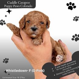 Lady Whistledown - Red female Cavapoo puppy in Fort Lupton, Colorado from Puppy Paws Colorado